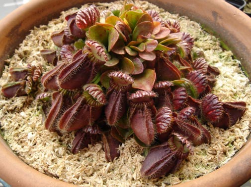 cephalothus follicularis