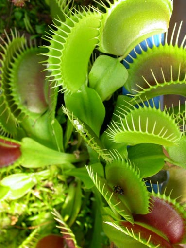 dionaea muscipula