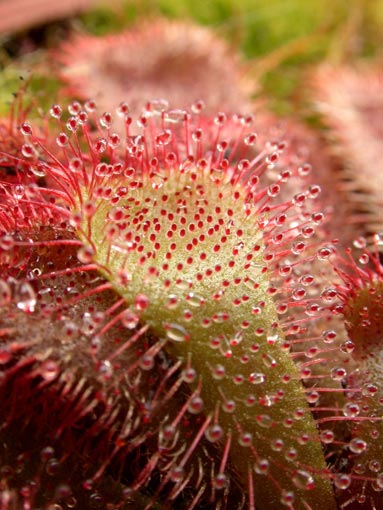drosera aliciae
