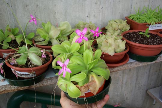 pinguicula caudata