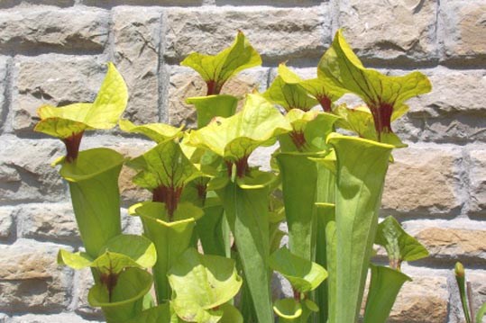 Sarracenia flava