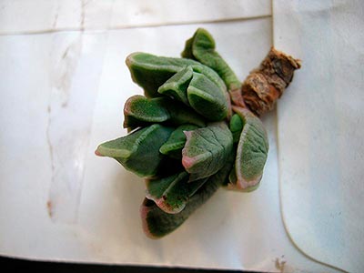 talea di faucaria