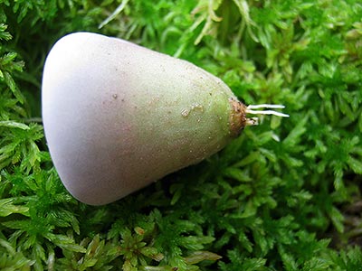 anche lithops
