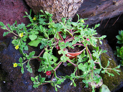 Aethephyllum pinnatifidum