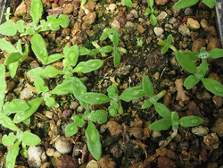 thum aethephyllum pinnatifidum 3162