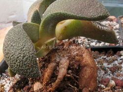 Aloinopsis rubrolineata