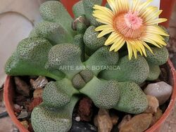 Aloinopsis schooneesii