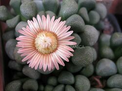 Aloinopsis schooneesii