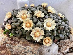 Aloinopsis schooneesii foto Vincenzo Rosso