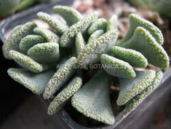 Aloinopsis spathulata