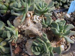 Aloinopsis spathulata