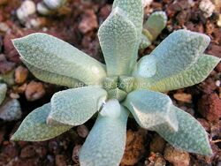 Aloinopsis variegata ibridi