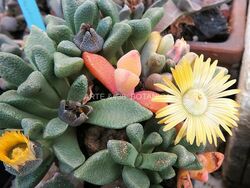 Aloinopsis variegata ibridi