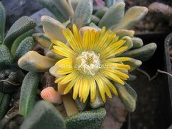 Aloinopsis variegata ibridi