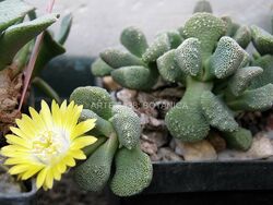 Aloinopsis villetii