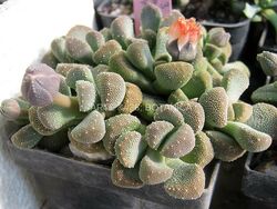 Aloinopsis villetii