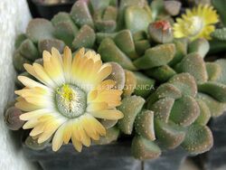 Aloinopsis villetii