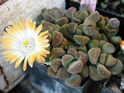 Aloinopsis villetii