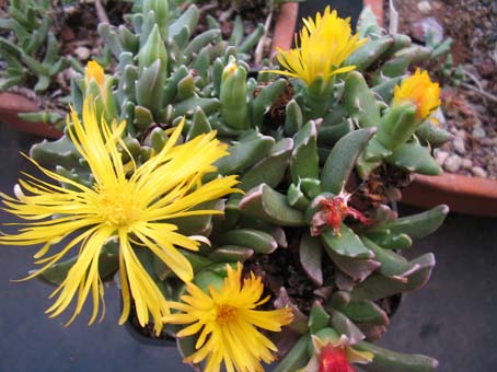 faucaria paucidens