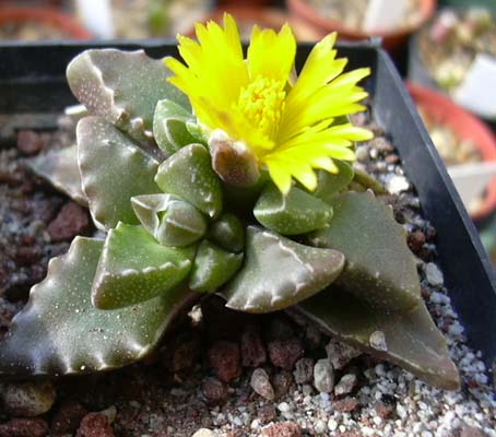 faucaria gratiae