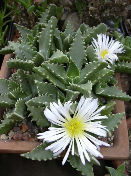 faucaria candida