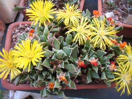 faucaria boscheana