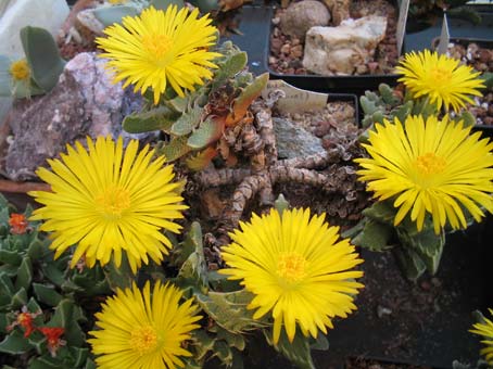 faucaria tigrina