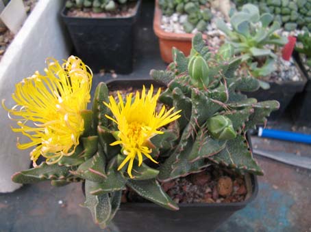 faucaria tigrina