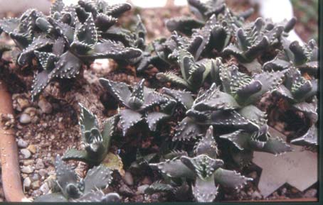 faucaria tuberculosa