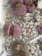 Lithops hookerii, nel momento del cambio fogliare; in questo caso le vecchie foglie hanno ricevuto troppa acqua e si spaccano per far emergere quelle nuove