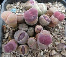 Lithops salicola ‘Satos Violet’ con corpi molto allungati, una crescita anormale che può verificarsi nei semenzali di L. salicola o nei lithops che ricevono poco sole
