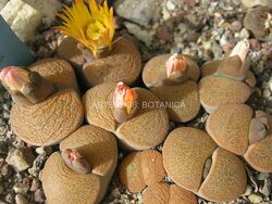 Lithops lesliei var. mariae