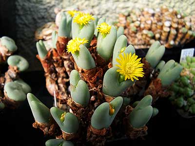 Conophytum bilobum altum