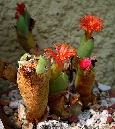 Conophytum frutecens