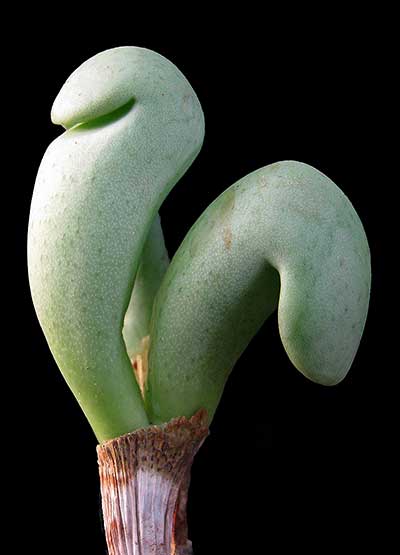 Conophytum frutecens strana forma