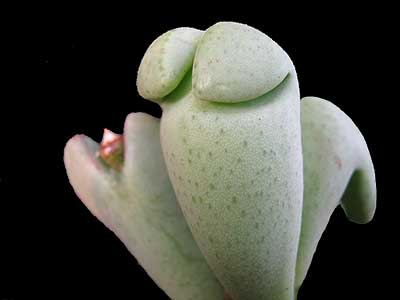 Conophytum frutecens strana forma