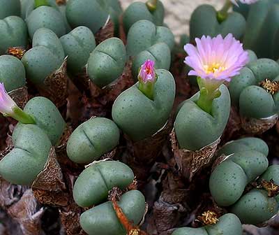 Conophytum velutinum polyandrum