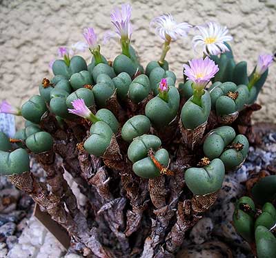 Conophytum velutinum polyandrum