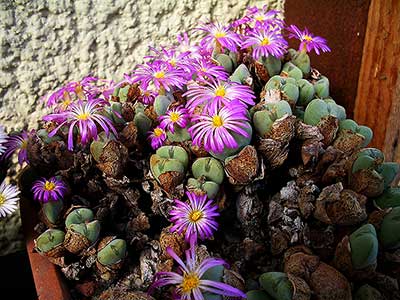 Conophytum velutinum