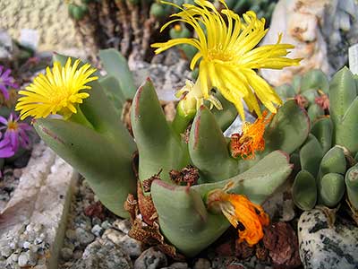 Conophytum aff. meyeri ?