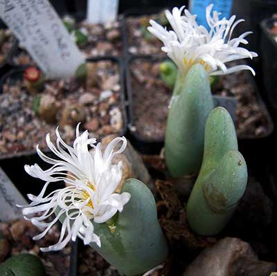 Conophytum lacteum