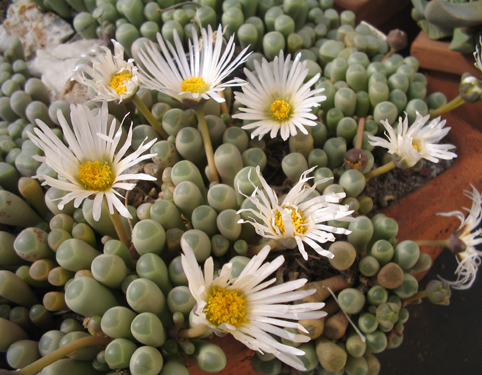 fenestraria rhopalophylla in fiore