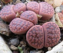 Lithops hookeri red planet madre