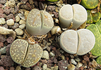 Lithops amicorum