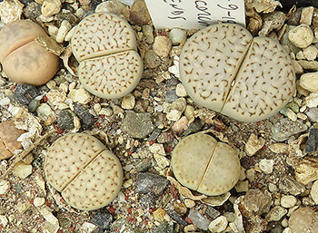 Lithops amicorum