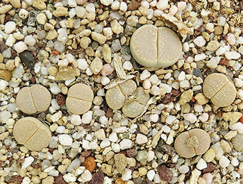 Lithops amicorum