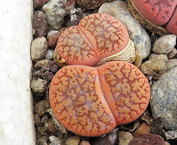 Lithops aucampiae