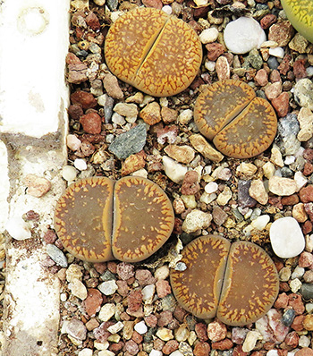 Lithops aucampiae