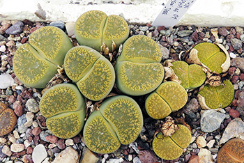 Lithops aucampiae