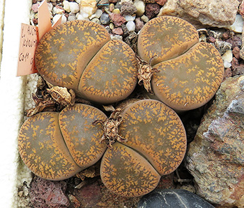 Lithops aucampiae